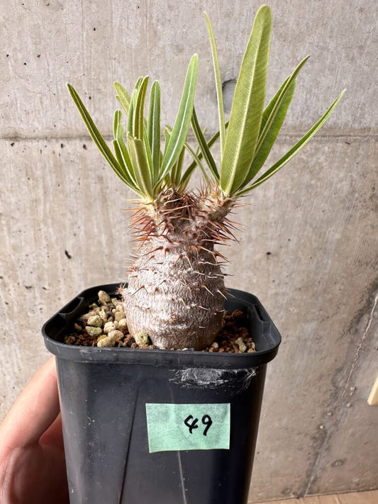 【現品限り】パキポディウム・グラキリス 実生【B49】 Pachypodium gracilius