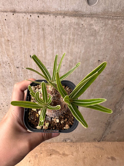 【現品限り】パキポディウム・グラキリス 実生【B49】 Pachypodium gracilius