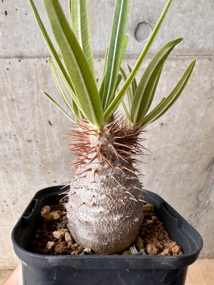 【現品限り】パキポディウム・グラキリス 実生【B49】 Pachypodium gracilius