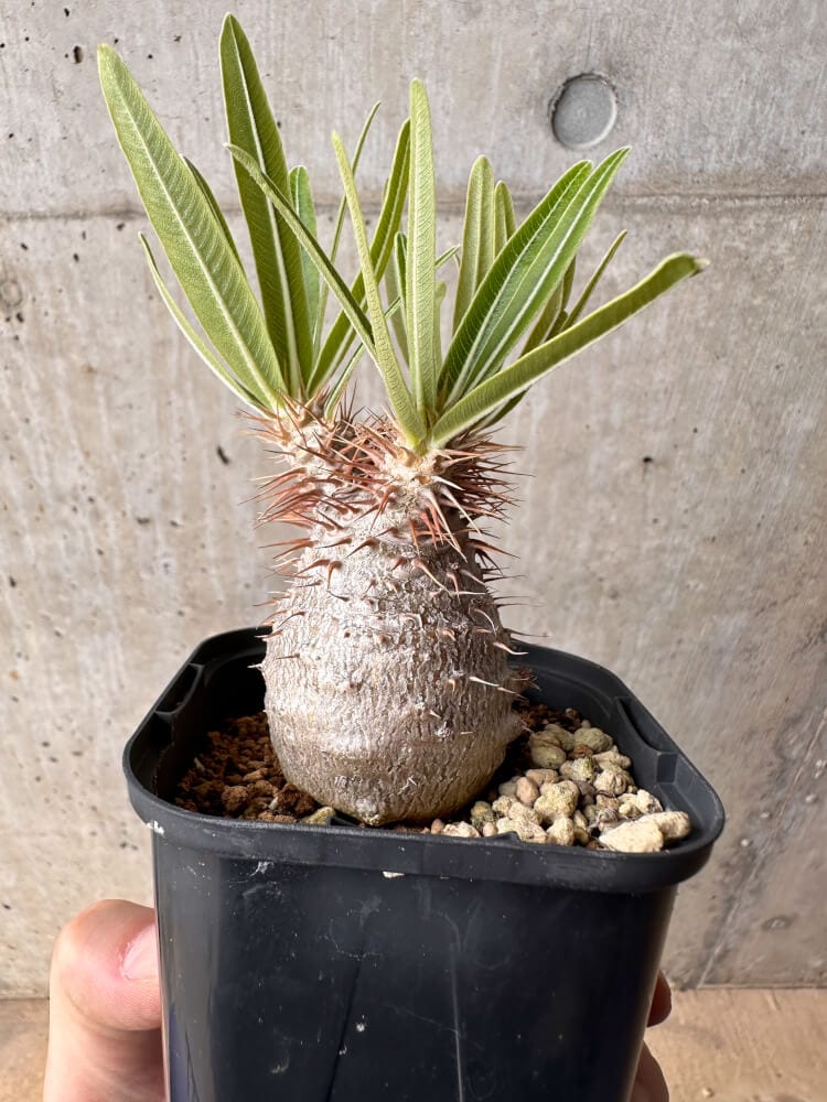 【現品限り】パキポディウム・グラキリス 実生【B49】 Pachypodium gracilius