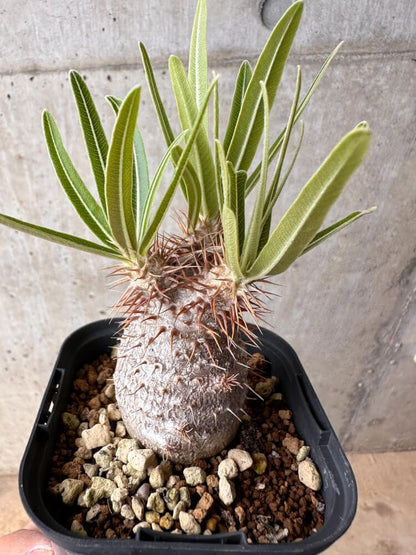 【現品限り】パキポディウム・グラキリス 実生【B49】 Pachypodium gracilius