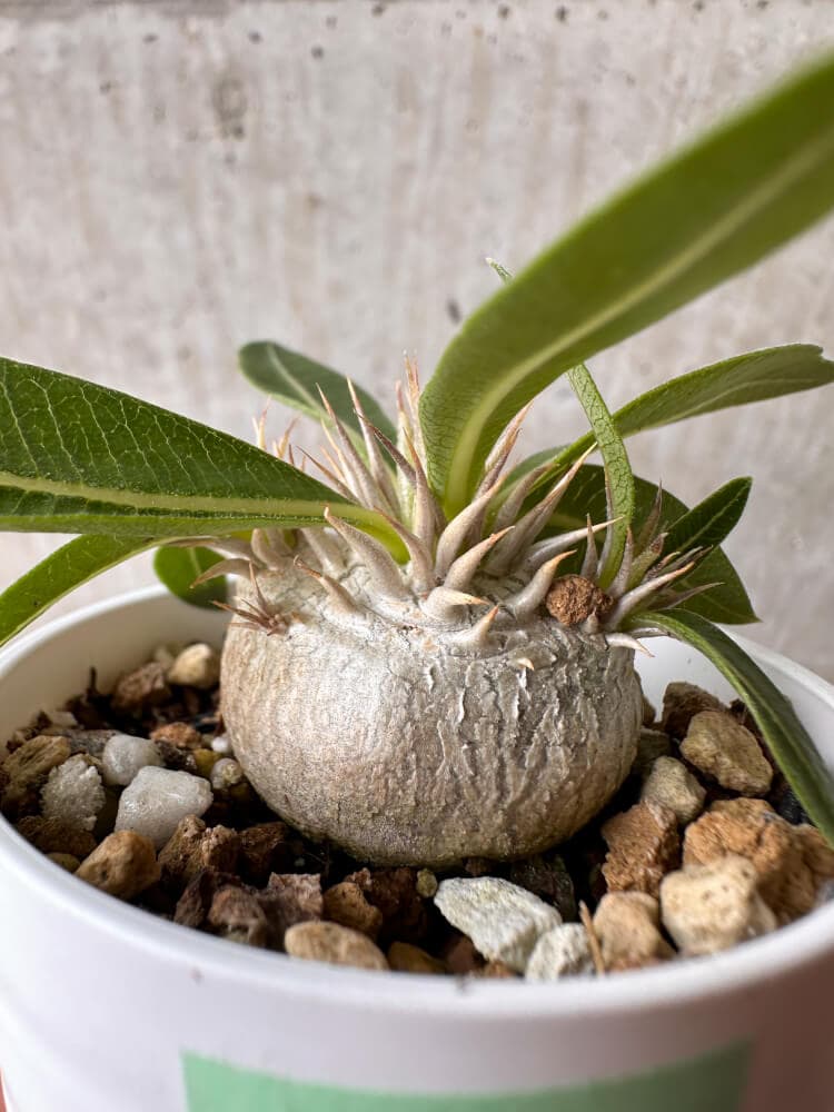 【現品限り】パキポディウム・エニグマチカム【B4】 Pachypodium enigmaticum