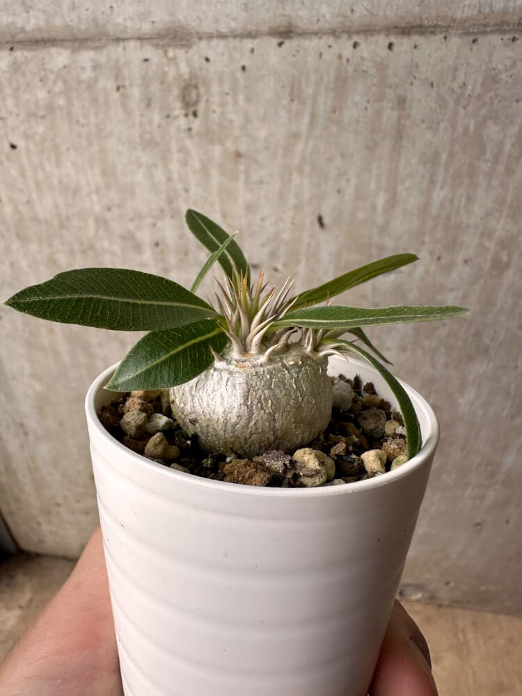 【現品限り】パキポディウム・エニグマチカム【B4】 Pachypodium enigmaticum