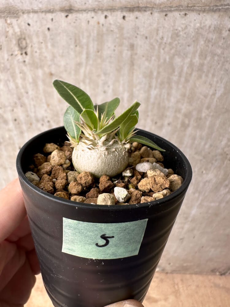 【現品限り】パキポディウム・エニグマチカム【B5】 Pachypodium enigmaticum