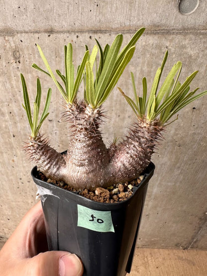 【現品限り】パキポディウム・グラキリス 実生【B50】 Pachypodium gracilius