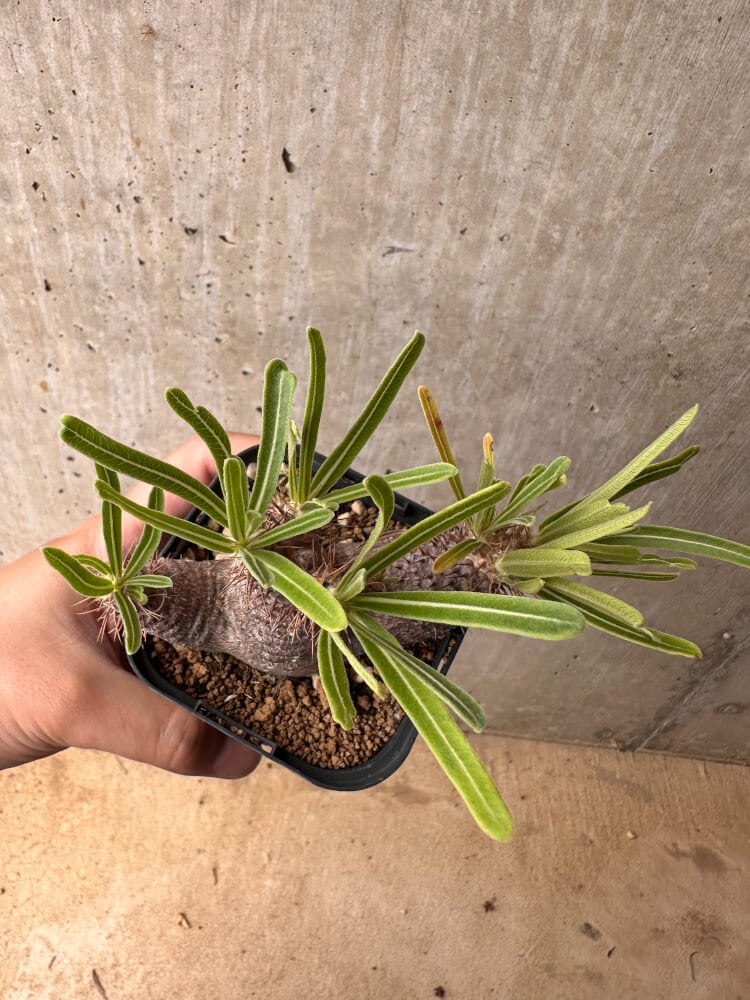 【現品限り】パキポディウム・グラキリス 実生【B50】 Pachypodium gracilius