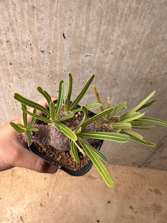 【現品限り】パキポディウム・グラキリス 実生【B50】 Pachypodium gracilius