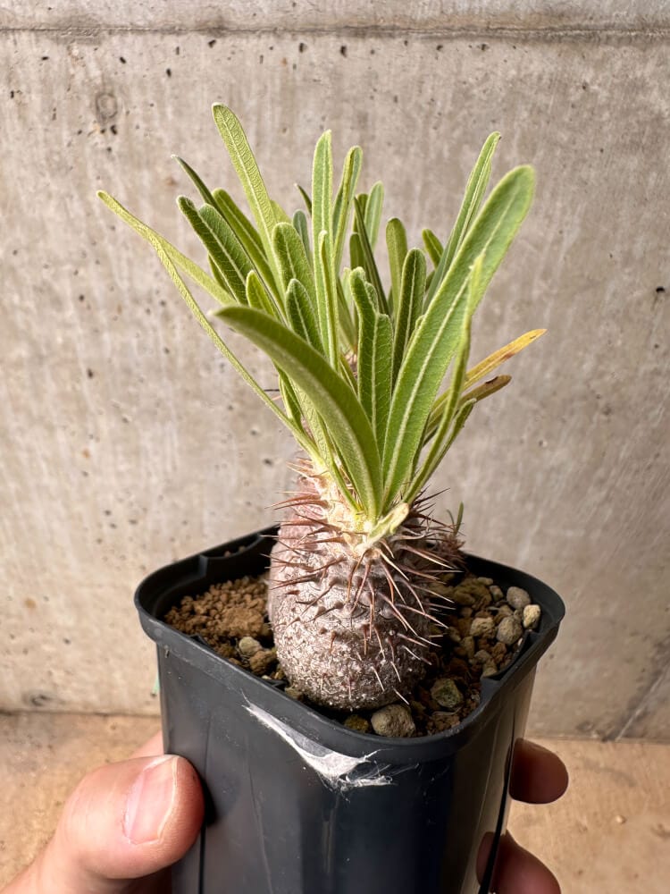 【現品限り】パキポディウム・グラキリス 実生【B50】 Pachypodium gracilius