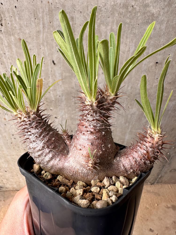 【現品限り】パキポディウム・グラキリス 実生【B50】 Pachypodium gracilius