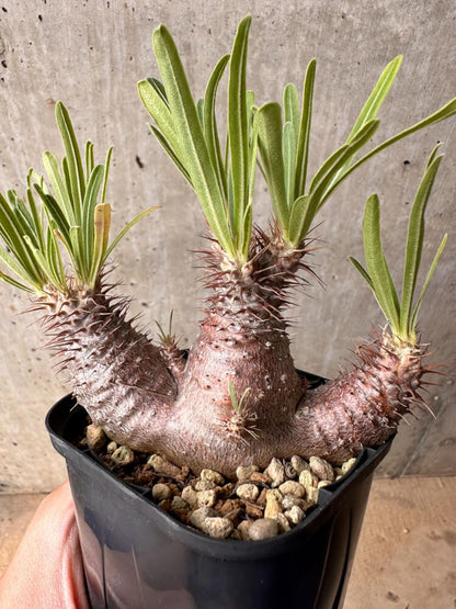 【現品限り】パキポディウム・グラキリス 実生【B50】 Pachypodium gracilius