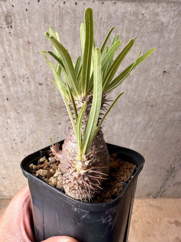 【現品限り】パキポディウム・グラキリス 実生【B50】 Pachypodium gracilius