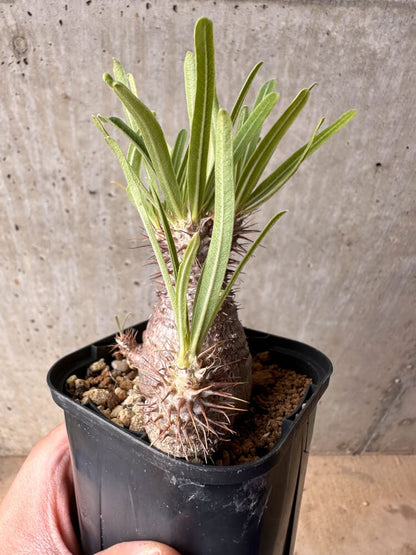 【現品限り】パキポディウム・グラキリス 実生【B50】 Pachypodium gracilius