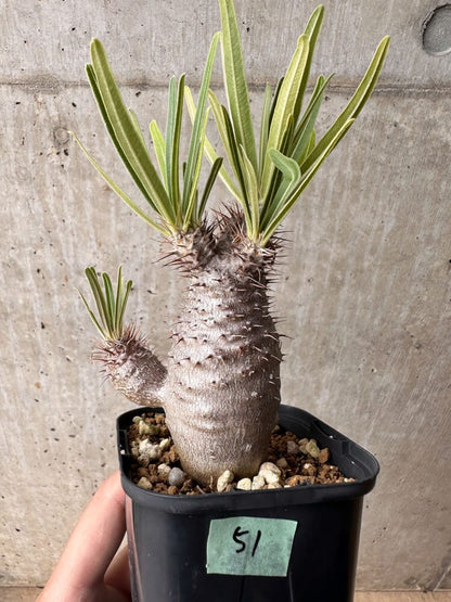 【現品限り】パキポディウム・グラキリス 実生【B51】 Pachypodium gracilius