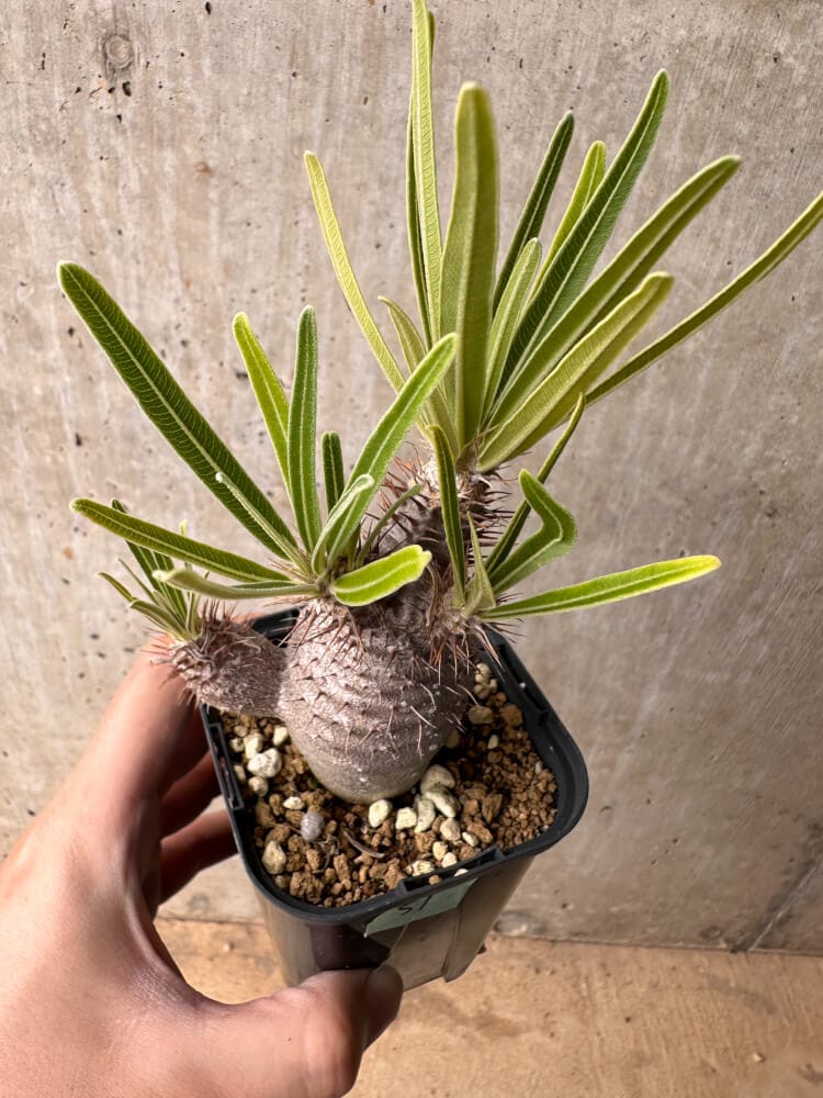 【現品限り】パキポディウム・グラキリス 実生【B51】 Pachypodium gracilius