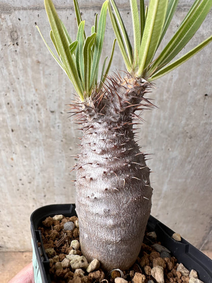 【現品限り】パキポディウム・グラキリス 実生【B51】 Pachypodium gracilius