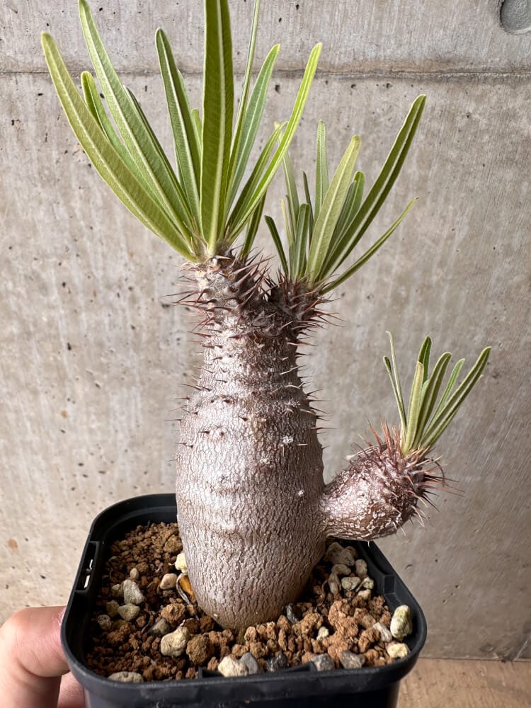 現品限り】パキポディウム・グラキリス 実生【B51】 Pachypodium