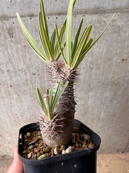 【現品限り】パキポディウム・グラキリス 実生【B51】 Pachypodium gracilius