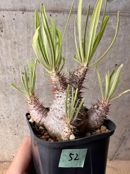 【現品限り】パキポディウム・グラキリス 実生【B52】 Pachypodium gracilius