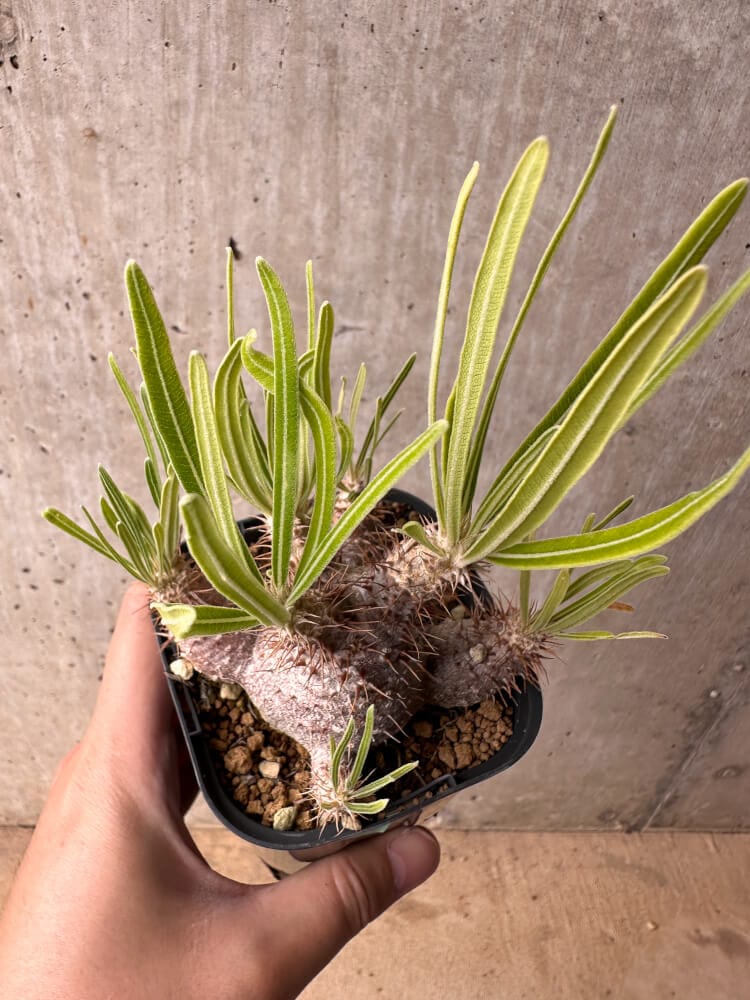 現品限り】パキポディウム・グラキリス 実生【B52】 Pachypodium