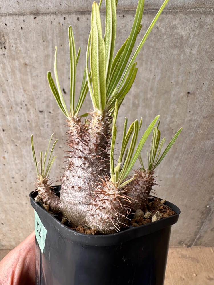 現品限り】パキポディウム・グラキリス 実生【B52】 Pachypodium
