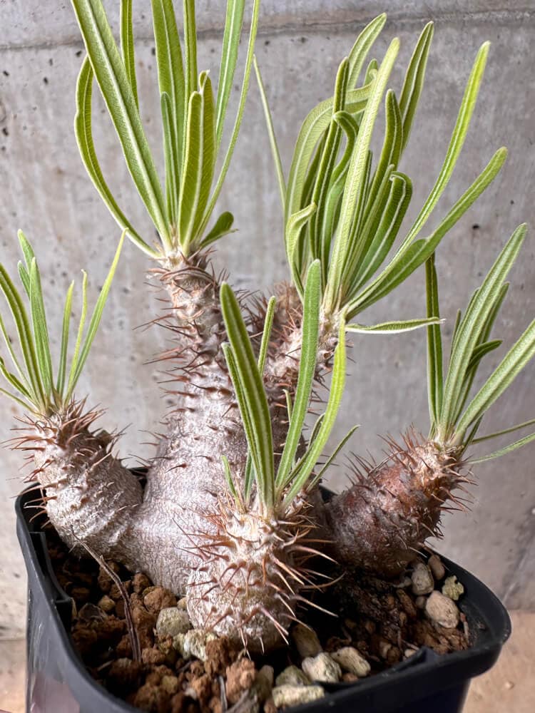 現品限り】パキポディウム・グラキリス 実生【B52】 Pachypodium