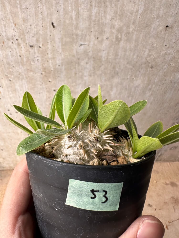 【現品限り】パキポディウム・ハイブリッド(brevicaule×makayense×densicaule)【B53】