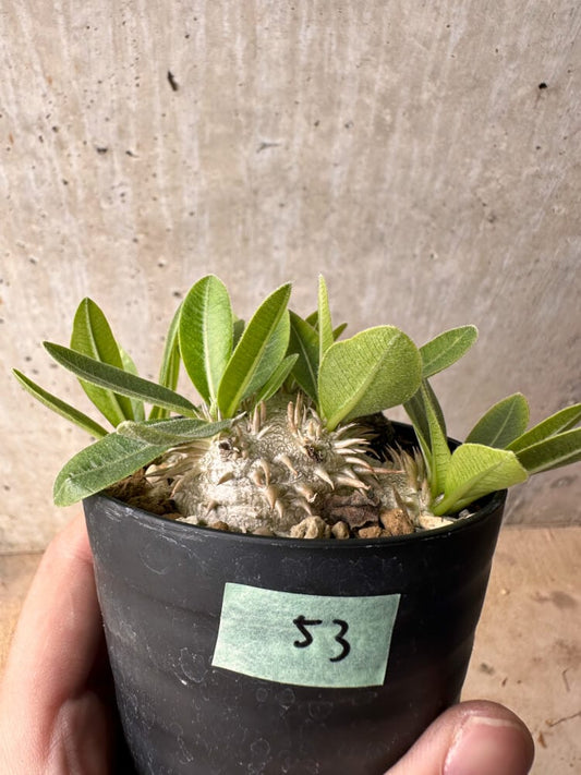 【現品限り】パキポディウム・ハイブリッド(brevicaule×makayense×densicaule)【B53】