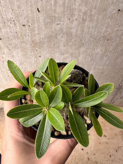 【現品限り】パキポディウム・ハイブリッド(brevicaule×makayense×densicaule)【B53】