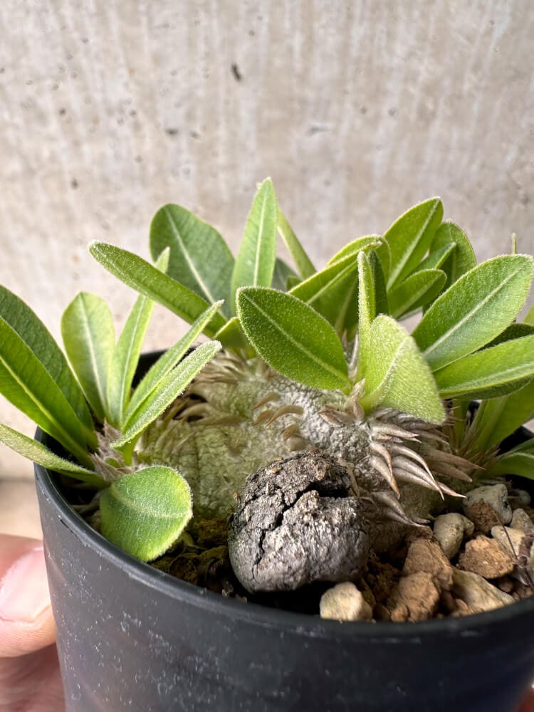 【現品限り】パキポディウム・ハイブリッド(brevicaule×makayense×densicaule)【B53】