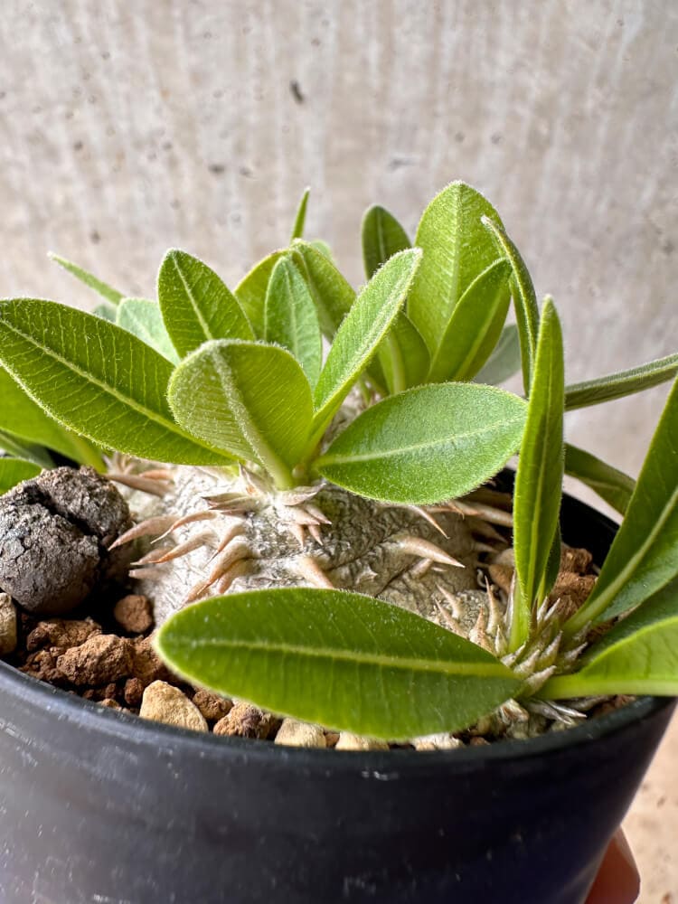 【現品限り】パキポディウム・ハイブリッド(brevicaule×makayense×densicaule)【B53】