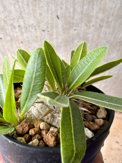 【現品限り】パキポディウム・ハイブリッド(brevicaule×makayense×densicaule)【B53】