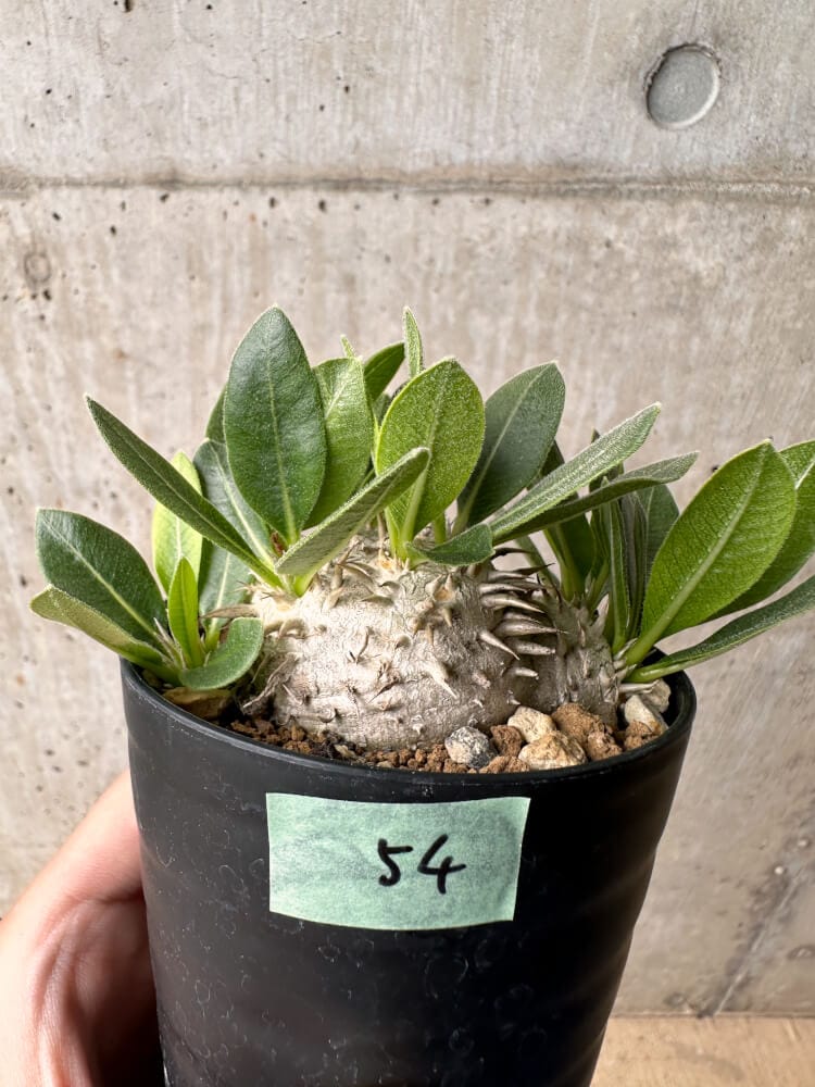 【現品限り】パキポディウム・ハイブリッド(brevicaule×makayense×densicaule)【B54】