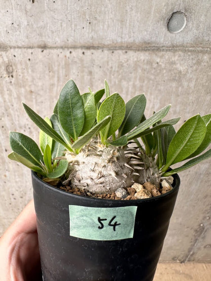 【現品限り】パキポディウム・ハイブリッド(brevicaule×makayense×densicaule)【B54】