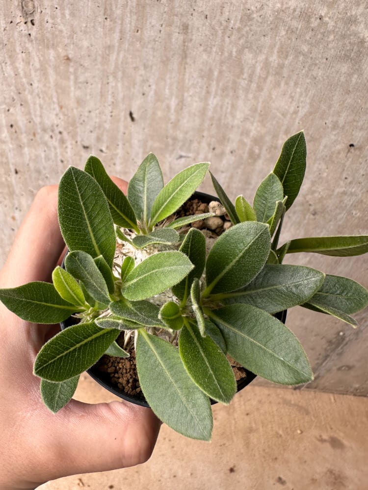 【現品限り】パキポディウム・ハイブリッド(brevicaule×makayense×densicaule)【B54】