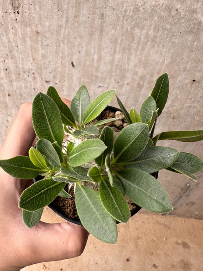 【現品限り】パキポディウム・ハイブリッド(brevicaule×makayense×densicaule)【B54】