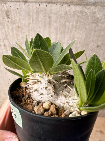 【現品限り】パキポディウム・ハイブリッド(brevicaule×makayense×densicaule)【B54】