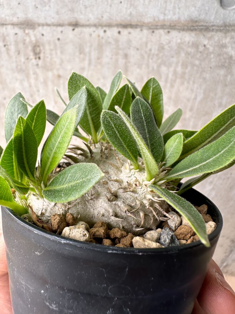 【現品限り】パキポディウム・ハイブリッド(brevicaule×makayense×densicaule)【B54】