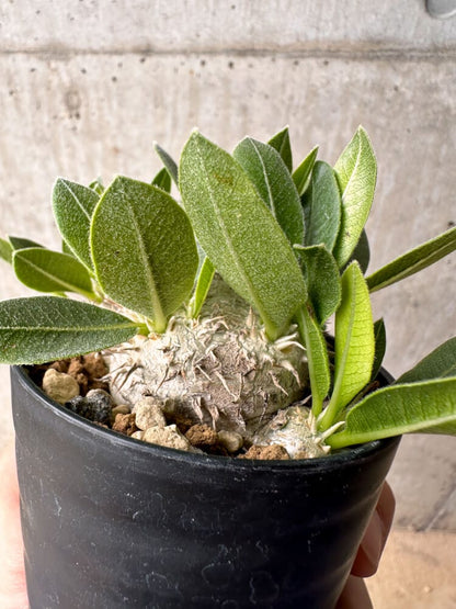 【現品限り】パキポディウム・ハイブリッド(brevicaule×makayense×densicaule)【B54】