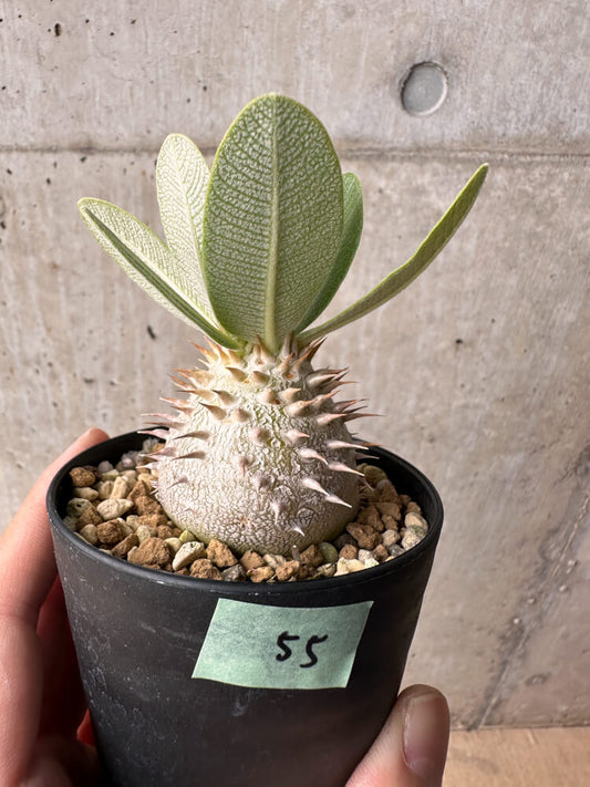【現品限り】パキポディウム・エブレネウム【B55】 Pachypodium eburneum