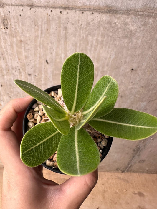 【現品限り】パキポディウム・エブレネウム【B55】 Pachypodium eburneum