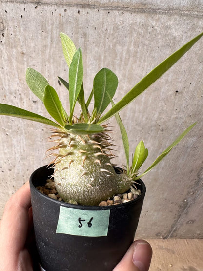 【現品限り】パキポディウム・エブレネウム【B56】 Pachypodium eburneum