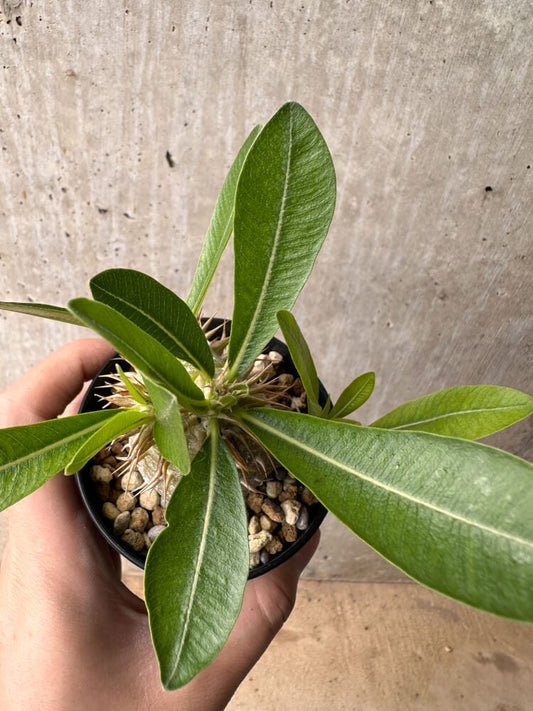 【現品限り】パキポディウム・エブレネウム【B56】 Pachypodium eburneum