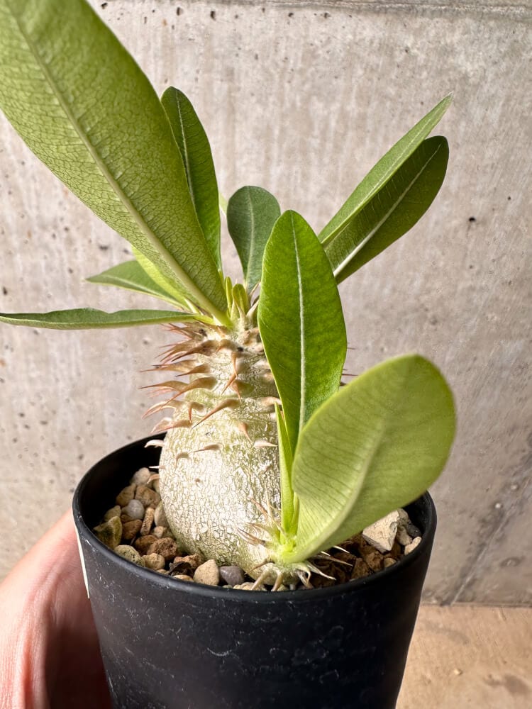 【現品限り】パキポディウム・エブレネウム【B56】 Pachypodium eburneum