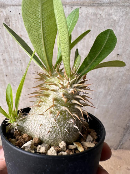 【現品限り】パキポディウム・エブレネウム【B56】 Pachypodium eburneum