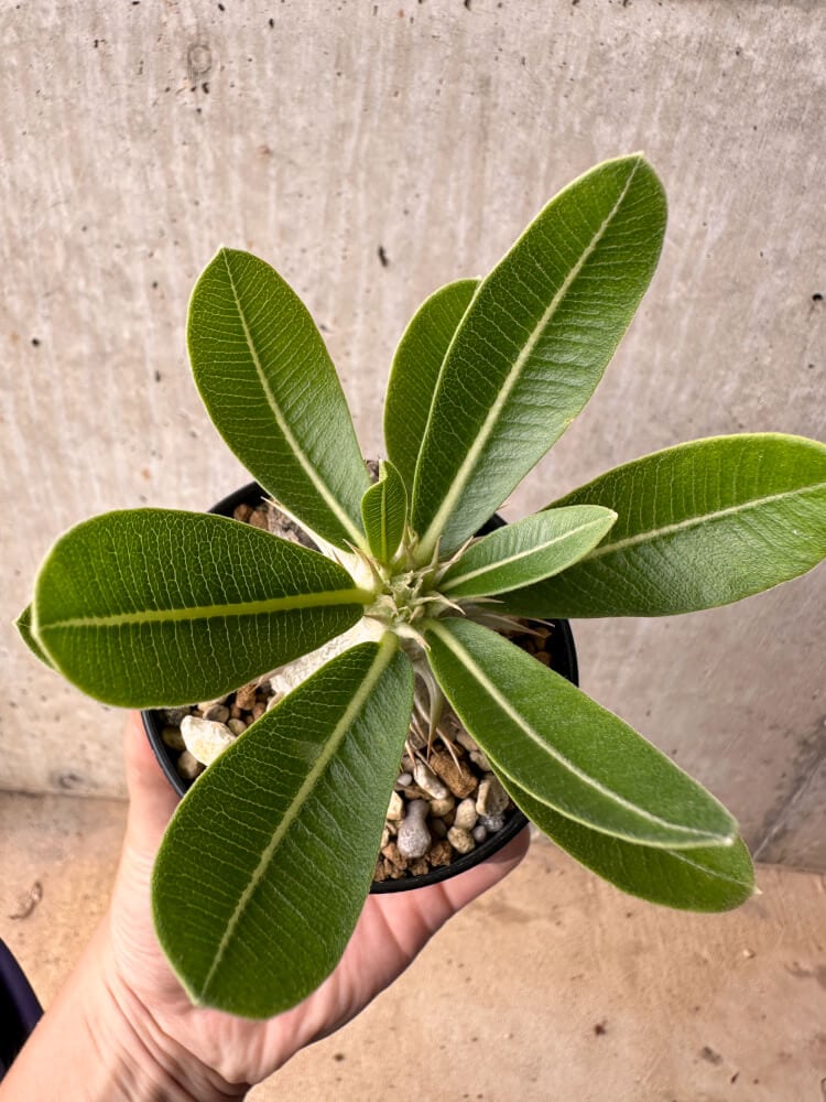 【現品限り】パキポディウム・エニグマチカム【B57】 Pachypodium enigmaticum