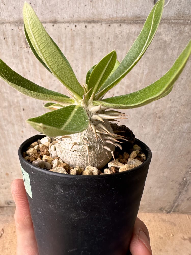 【現品限り】パキポディウム・エニグマチカム【B57】 Pachypodium enigmaticum