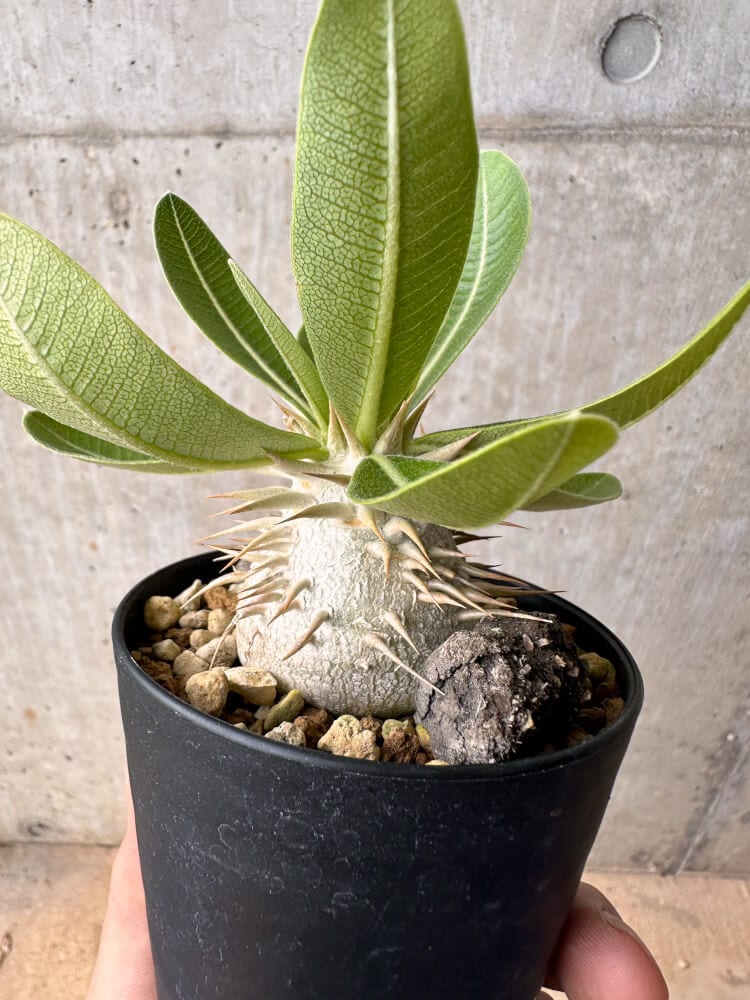 【現品限り】パキポディウム・エニグマチカム【B57】 Pachypodium enigmaticum