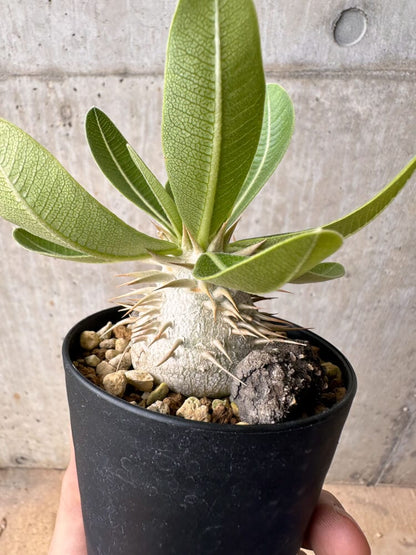 【現品限り】パキポディウム・エニグマチカム【B57】 Pachypodium enigmaticum