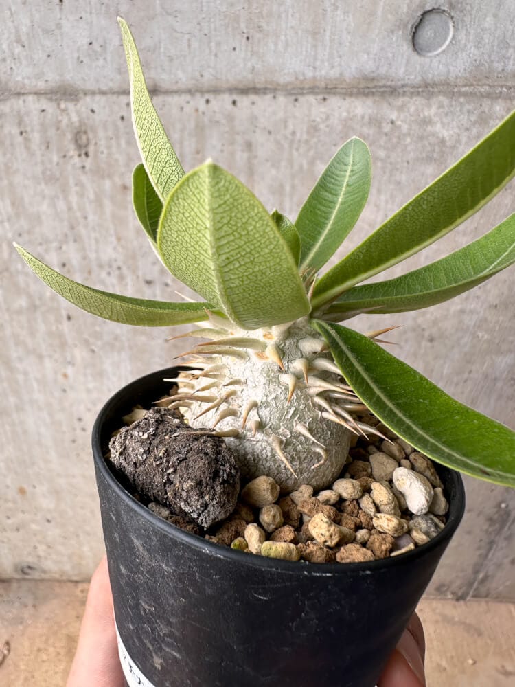 現品限り】パキポディウム・エニグマチカム【B57】 Pachypodium