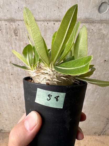 【現品限り】パキポディウム・エニグマチカム【B58】 Pachypodium enigmaticum